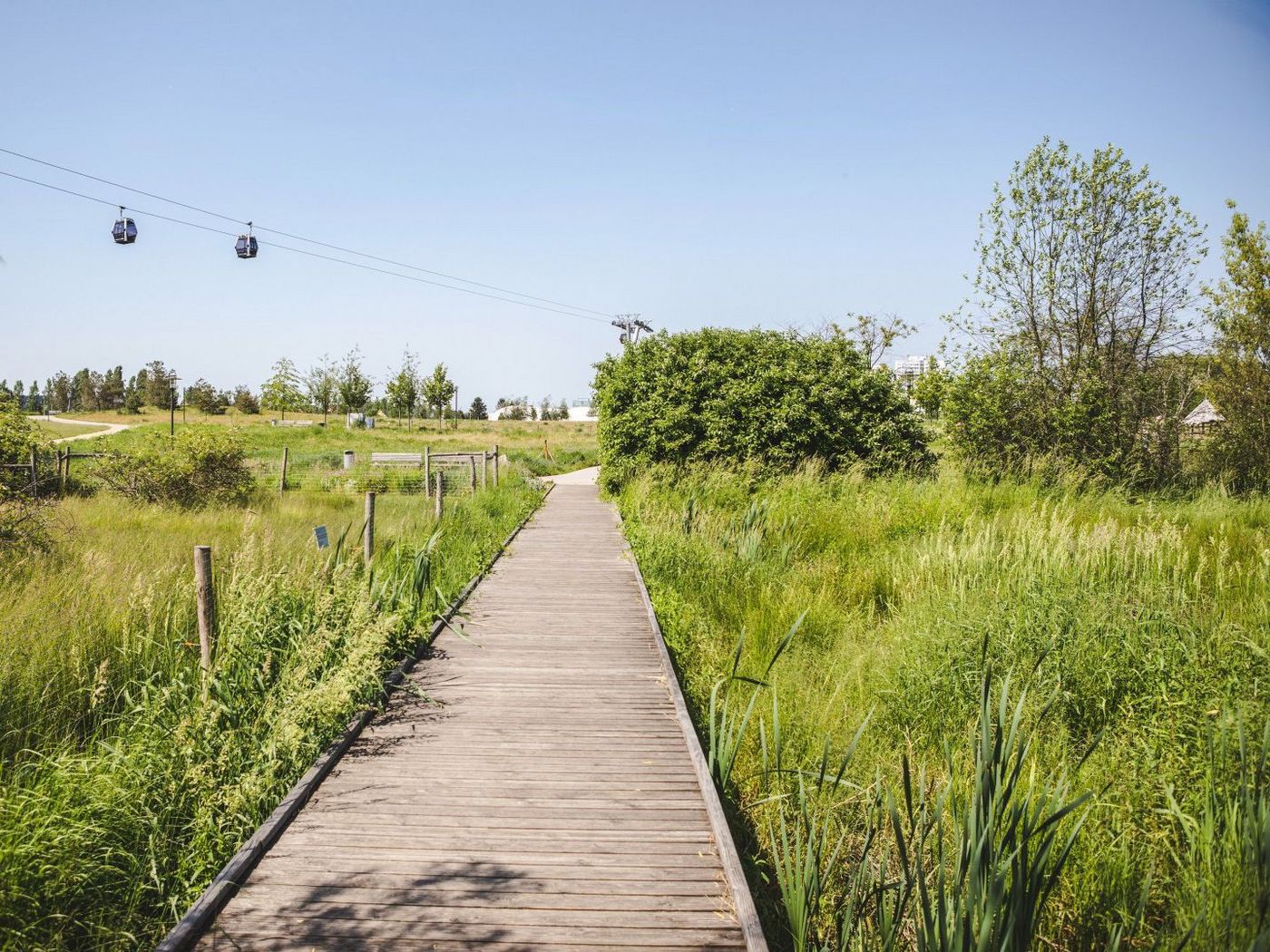 Ein Steg führt durch Natur und Sträucher im Kienbergpark in Berlin