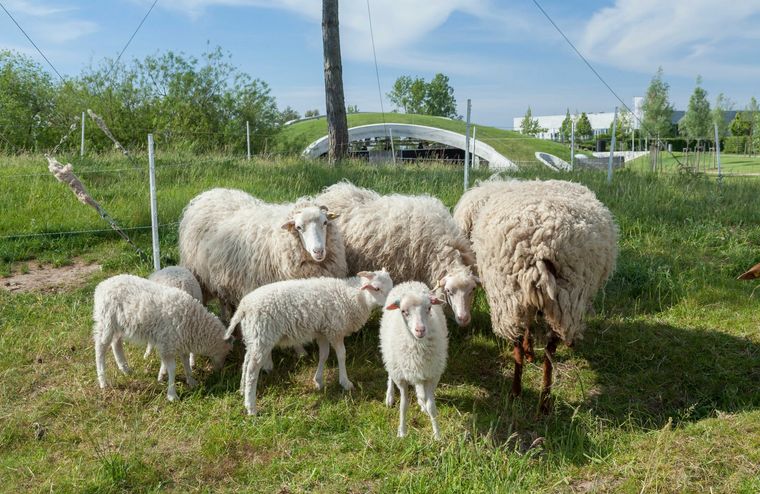 Schafe im Kienbergpark.