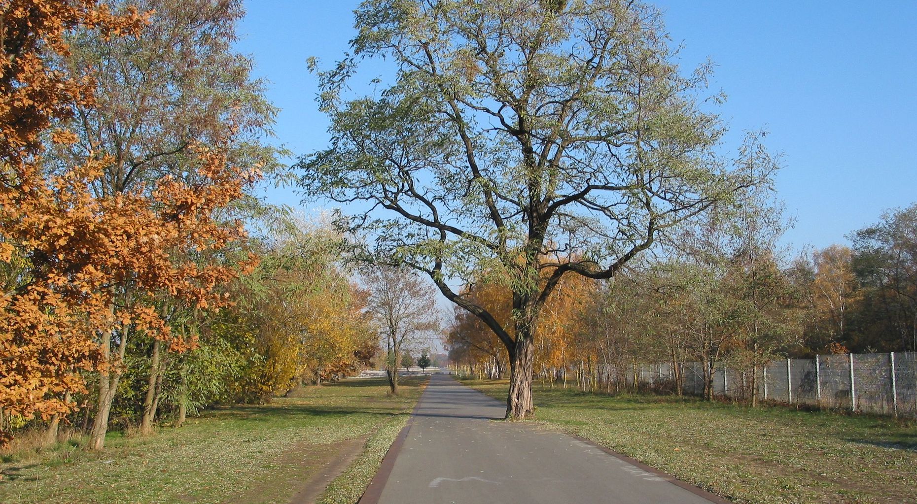 Das Bild zeigt einen Weg im Hans Baluschek Park.