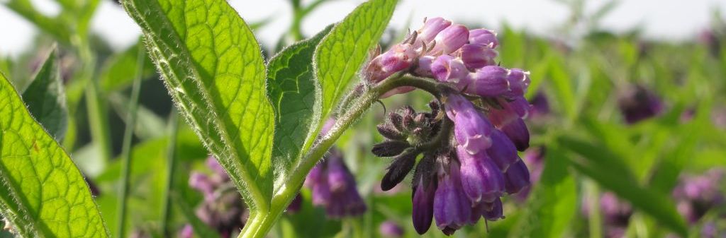 Eine Detailansicht einer Blume.