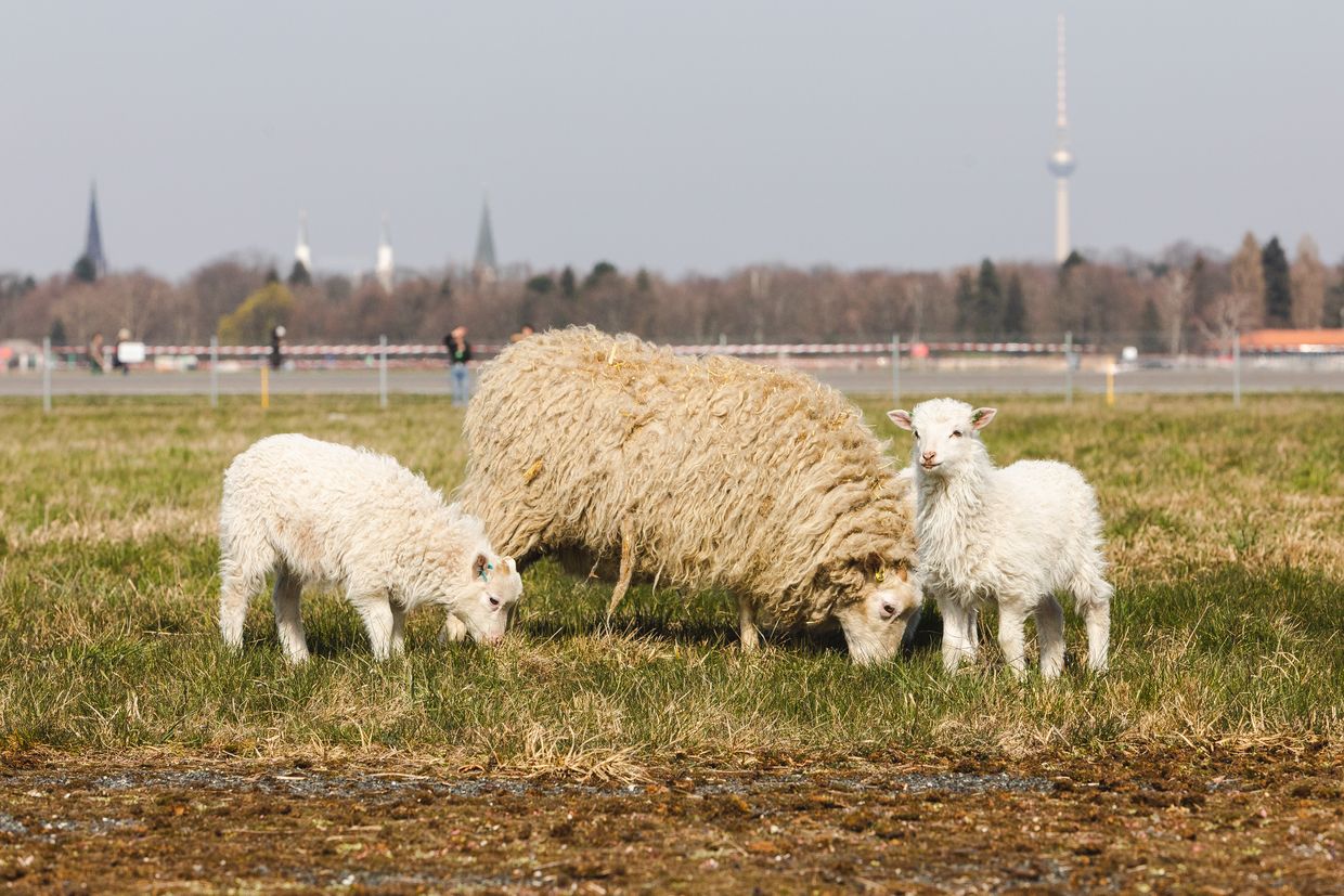 ein Schaf und zwei Lämmer auf dem Tempelhofer Feld, eines schaut direkt in die Kamera