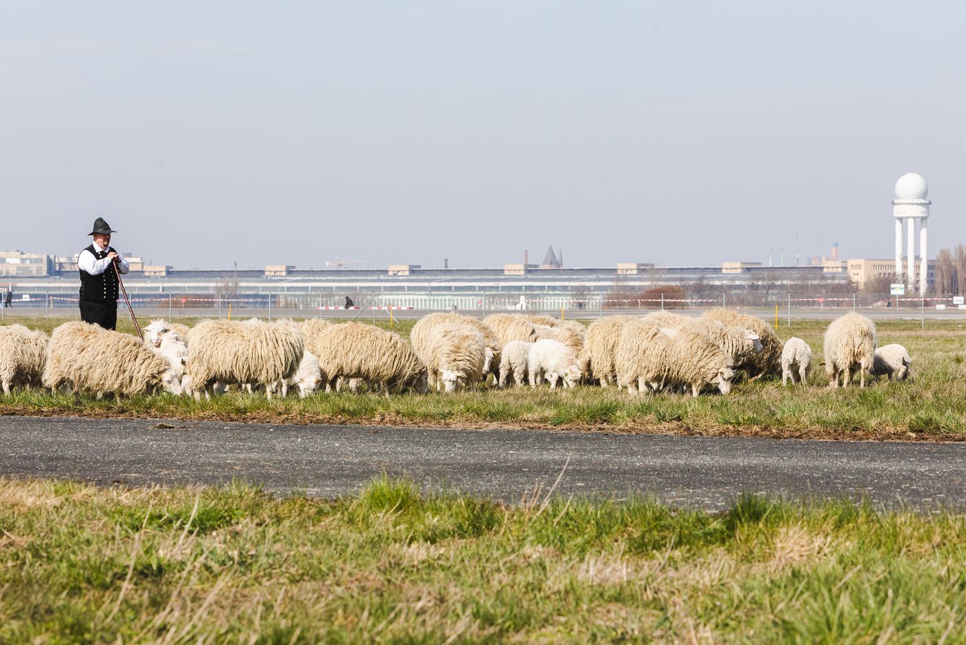 Schafsherde auf dem Tempelhofer Feld.