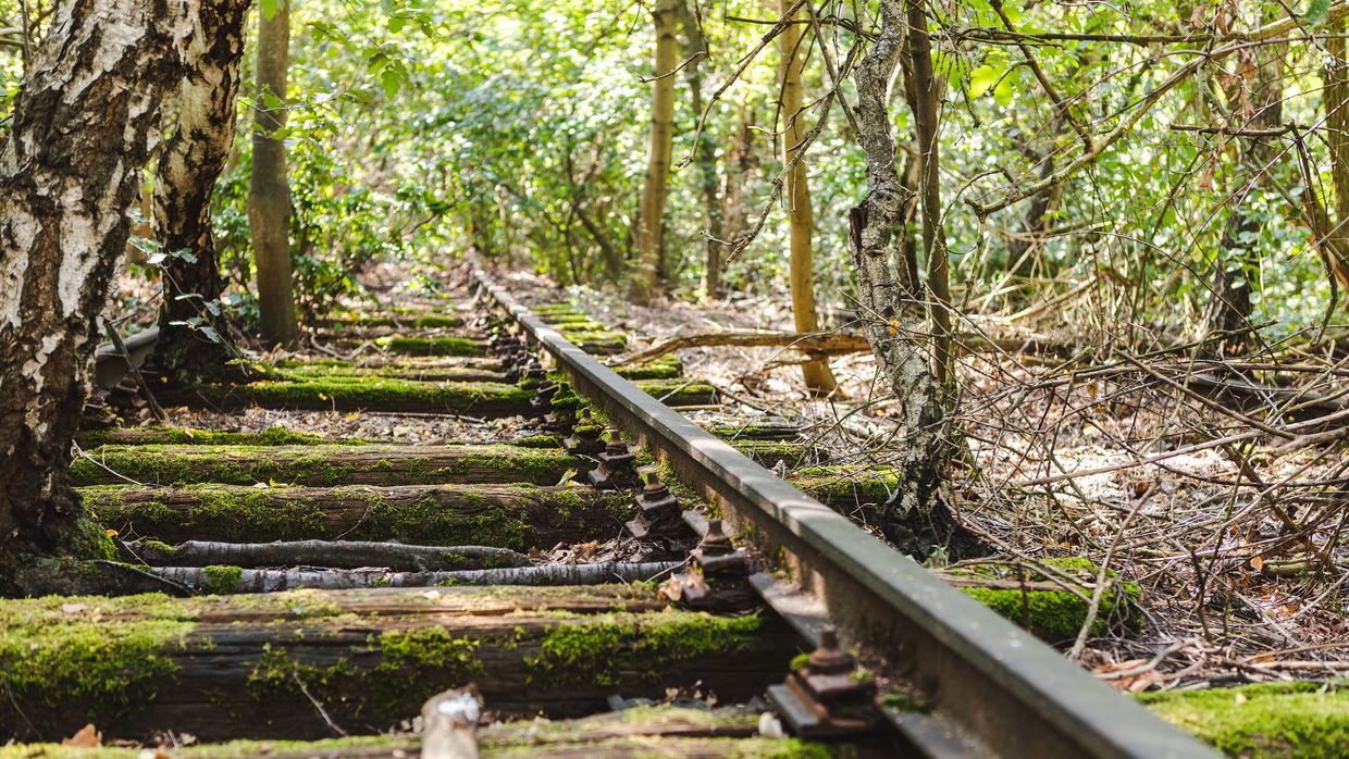 Alte vermooste Bahngleise im Natur-Park Schöneberger Südgelände.