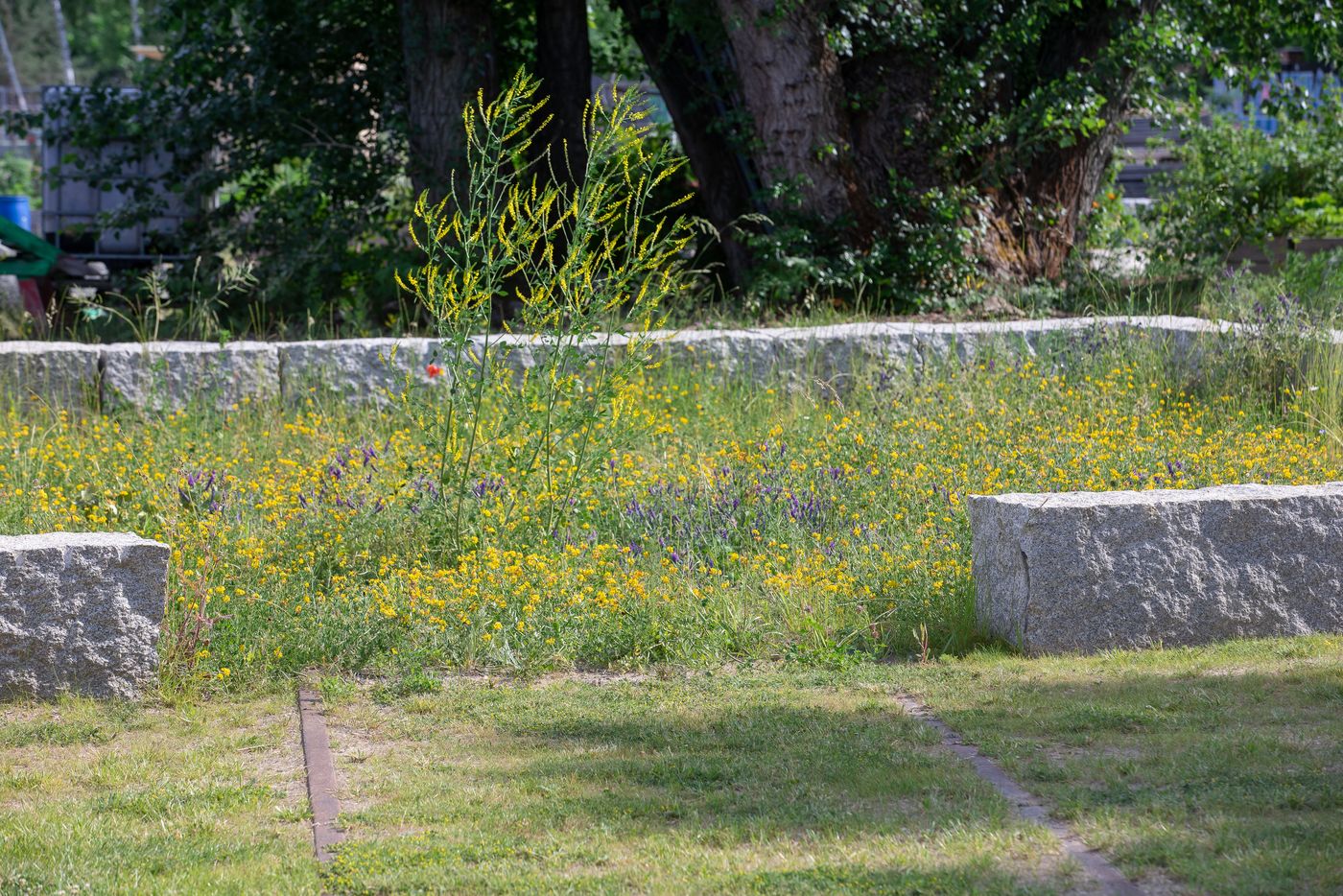 Das Bild zeigt eine Wildblumenwiese im Mauerpark.